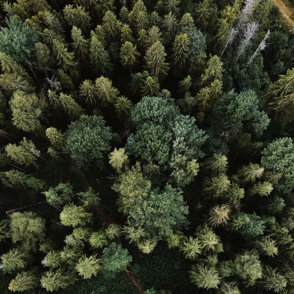 Forest and trees — representing the 163,000 trees saved by choosing reusable HankyBooks over disposable tissues